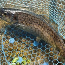 久しぶりのフィシングパーク高島の泉